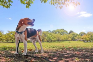 今感じている感情は本当にあなたの意思か？